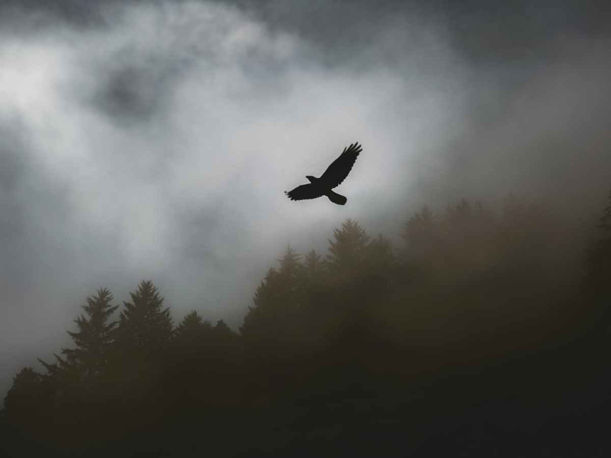 The Man he Loved Best: Gawain and Lancelot&nbsp;explained